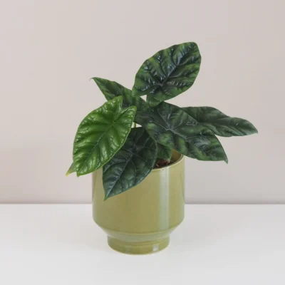 alocasia sinuata quilted dreams izbove rastliny