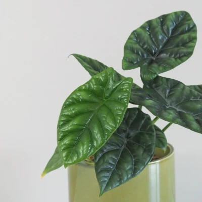 Alocasia sinuata ‘Quilted Dreams’ alocasia sinuata quilted dreams izbove rastliny