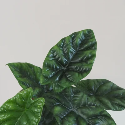 Alocasia sinuata ‘Quilted Dreams’ alocasia sinuata quilted dreams izbove rastliny