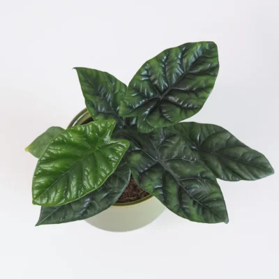 Alocasia sinuata ‘Quilted Dreams’ alocasia sinuata quilted dreams izbove rastliny