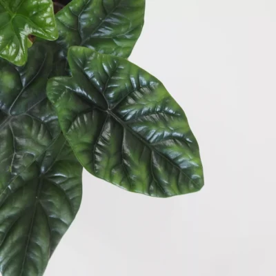 Alocasia sinuata ‘Quilted Dreams’ alocasia sinuata quilted dreams izbove rastliny