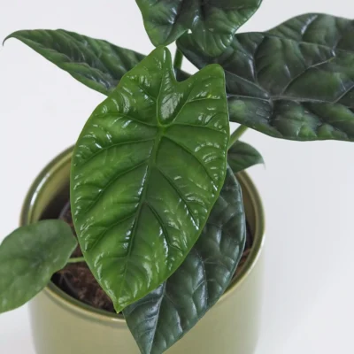 Alocasia sinuata ‘Quilted Dreams’ alocasia sinuata quilted dreams izbove rastliny