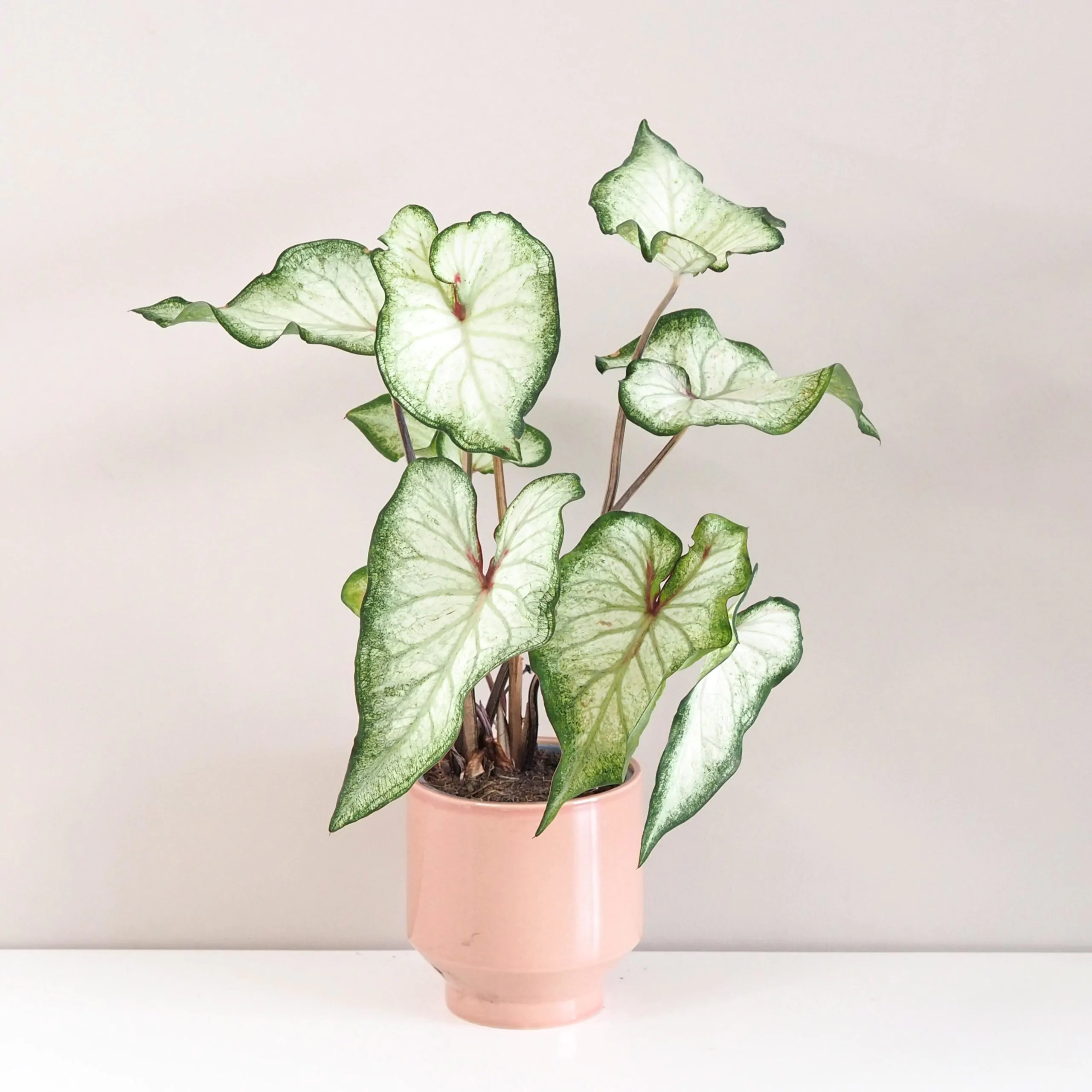 Caladium ‘White Wing’ veľké