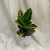 krotonovec strakaty codiaeum variegatum petra kroton plantizia