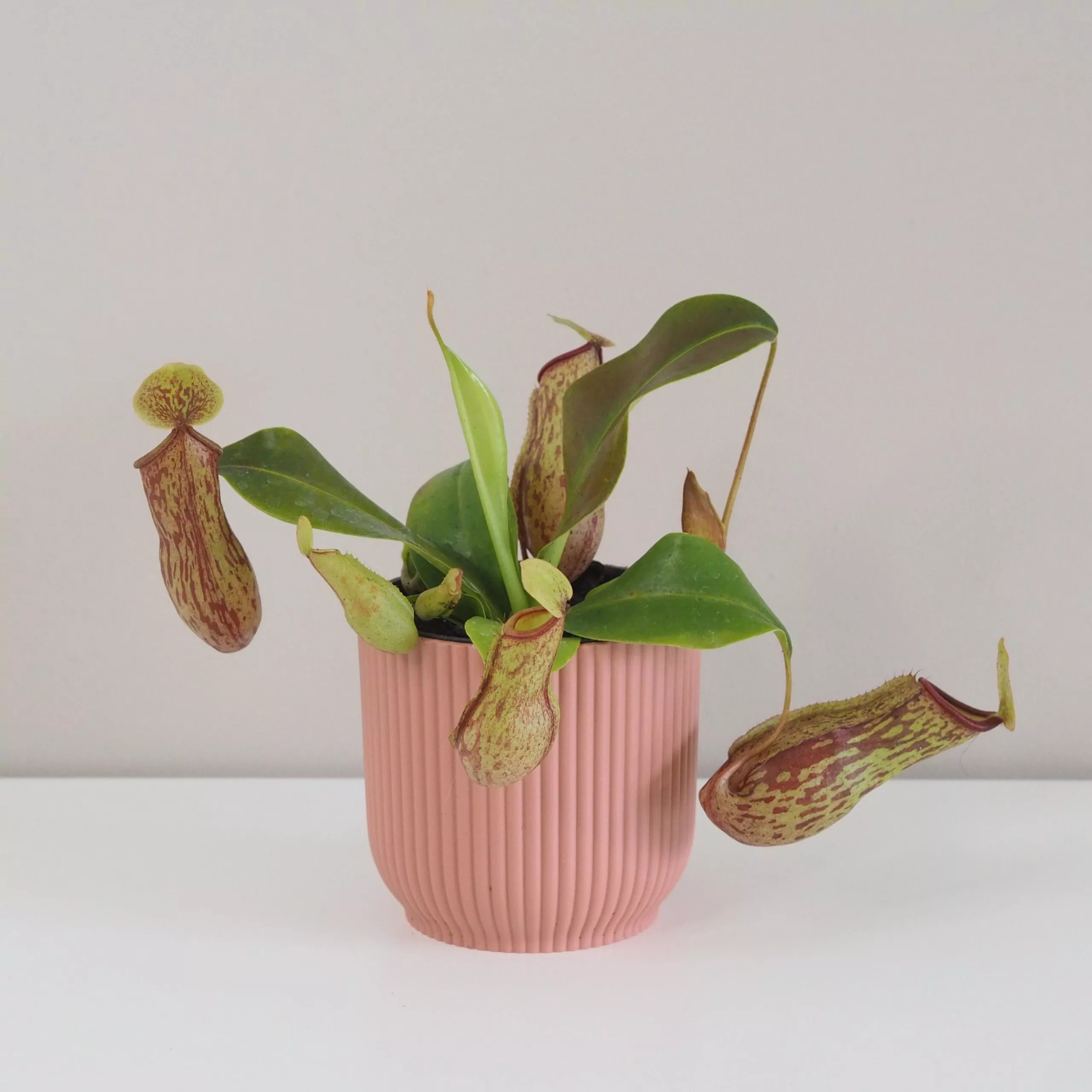Nepenthes gaya