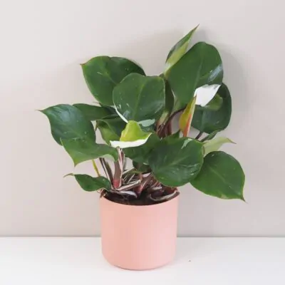 Philodendron ‘White Knight’