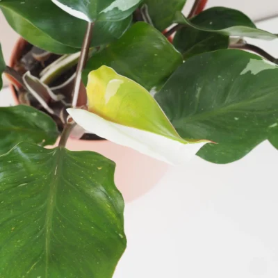 Philodendron ‘White Knight’ philodendron white knight panasovany filodendron