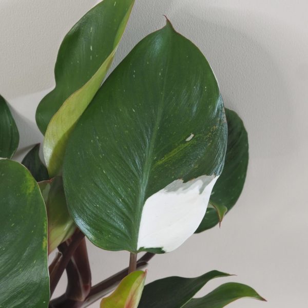 philodendron white knight variegated panasovany raritny druh izbova rastlina