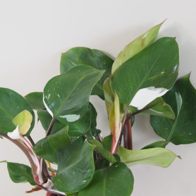 philodendron white knight variegated panasovany raritny druh izbova rastlina