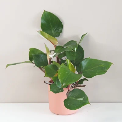 Philodendron ‘White Knight’ philodendron white knight panasovany filodendron