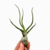 tillandsia bulbosa air plant vzdusna rastlina