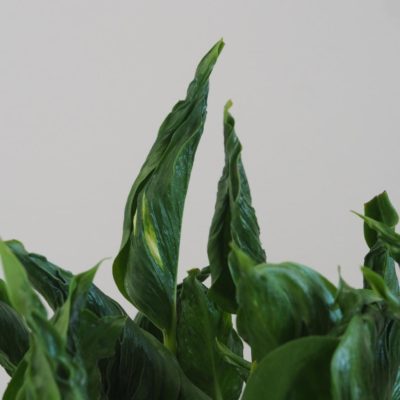 pothos epipremnum aureum shangri la netradicna zaujimava tahava izbova rastlina plantizia