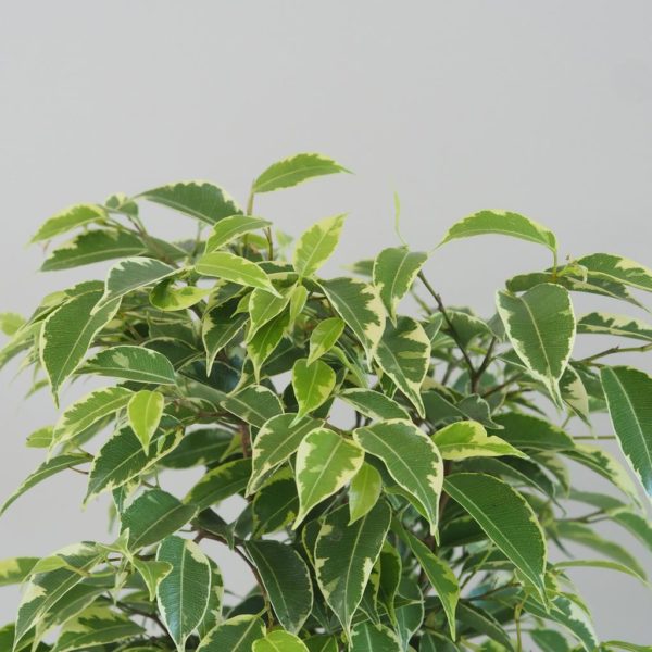 ficus benjamina kinky variegata panasovany fikus izbova rastlina nenarocna plantizia