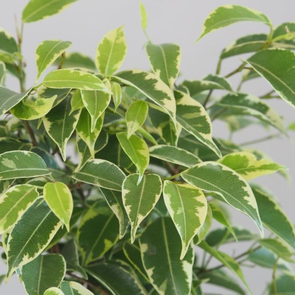 ficus benjamina kinky variegata panasovany fikus izbova rastlina nenarocna plantizia