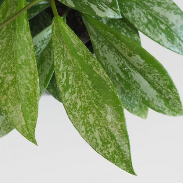 hoya silver splash voskovka tahava nenarocna izbova rastlina plantizia
