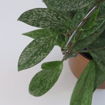 hoya pubicalyx silver splash voskovka tahava nenarocna izbova rastlina plantizia