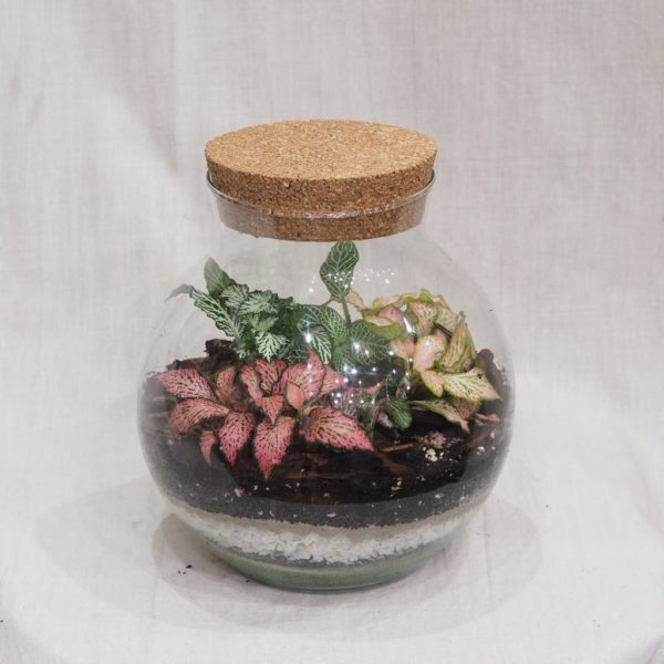 rastlinne terarium gula s korkom florarium plantarium florarium svet v skle plantizia