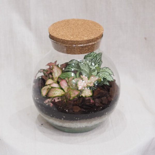 rastlinne terarium gula s korkom florarium plantarium florarium svet v skle plantizia