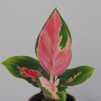 aglaonema red star cervena nenarocna izbova rastlina