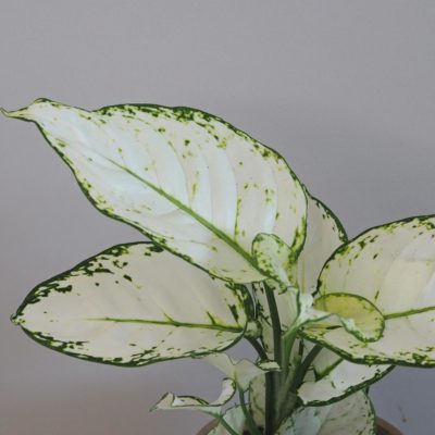 aglaonema white joy biela zaujimava nenarocna izbova rastlina