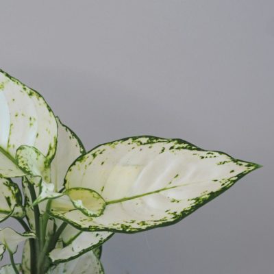 aglaonema white joy biela zaujimava nenarocna izbova rastlina
