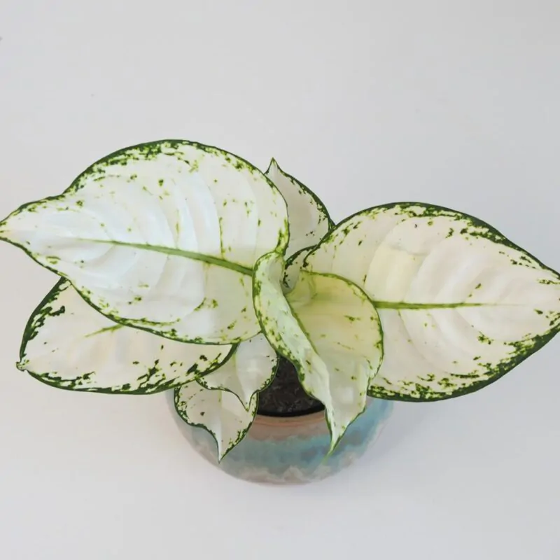 Aglaonema ‘White Joy’ | Izbová rastlina - Plantizia.sk