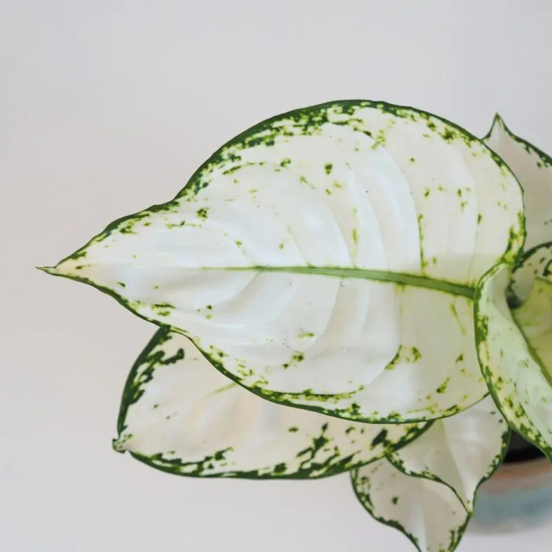 Aglaonema ‘White Joy’ | Izbová rastlina - Plantizia.sk