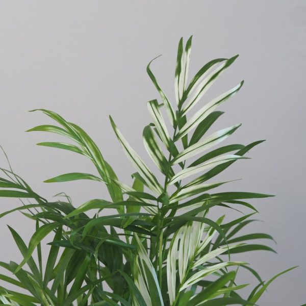 chamaedorea elegans variegata panasovana izbova rastlina plantizia