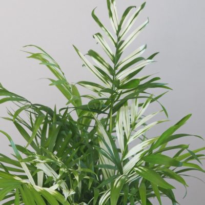 chamaedorea elegans variegata panasovana izbova rastlina plantizia