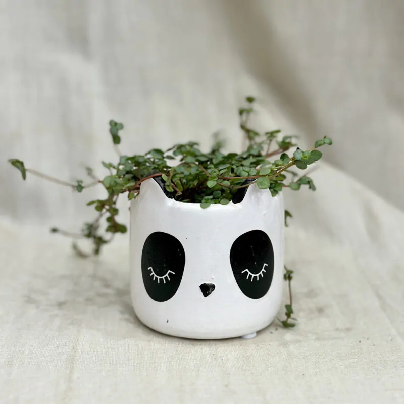 crepnik zvieratko unavena panda pilea glauca aqamarine