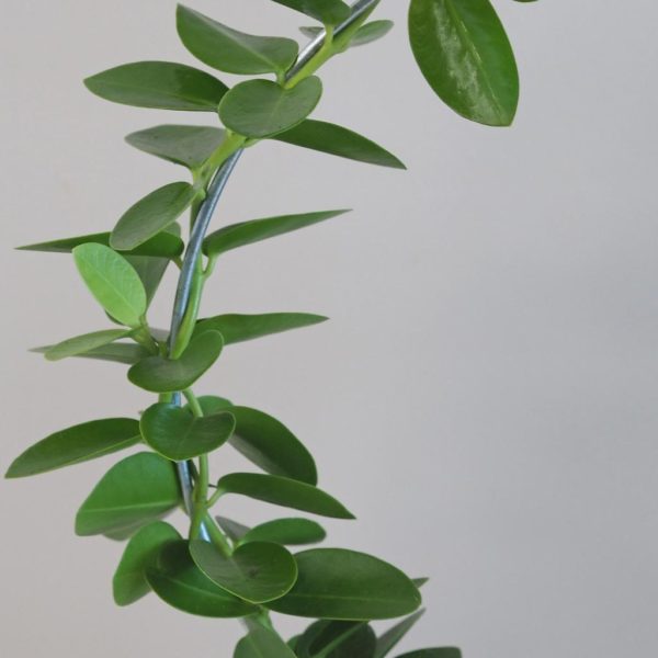 hoya cumingiana voskovka tahava zelena izbova rastlina plantizia
