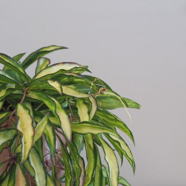 hoya wayettii tricolor farebna voskovka raritna izbova rastlina plantizia