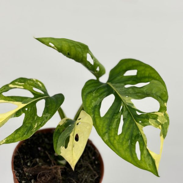 monstera adansonii variegata halfmoon panasovana albo rare plant