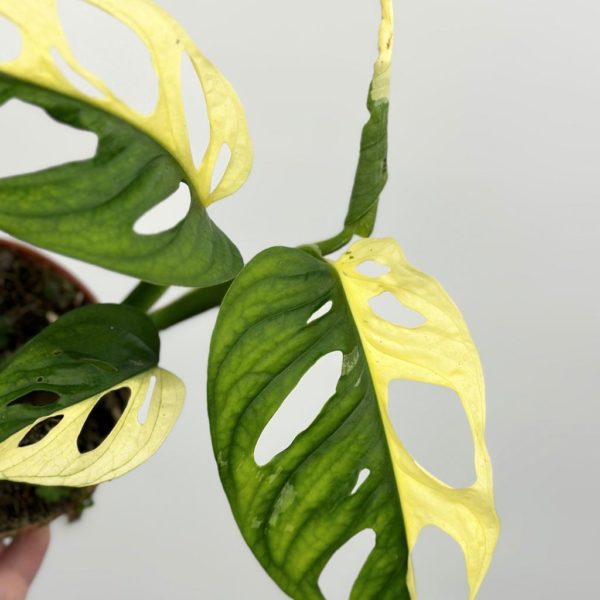 monstera adansonii variegata halfmoon panasovana albo rare plant