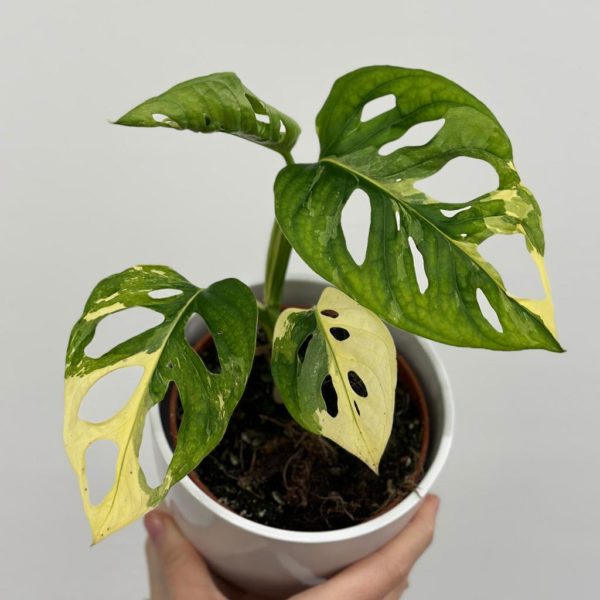 monstera adansonii variegata panasovana albo rare plant