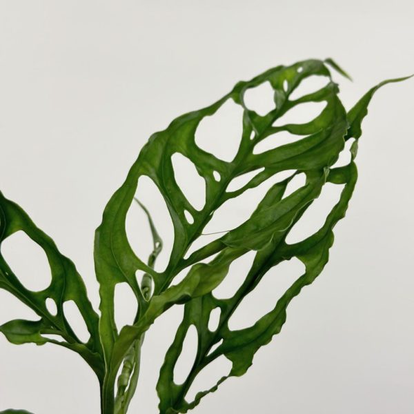 monstera obliqua rare houseplant raritna izbova rastlina