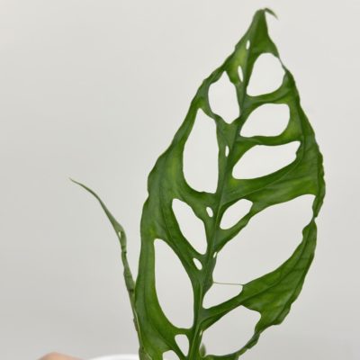 monstera obliqua rare houseplant raritna izbova rastlina
