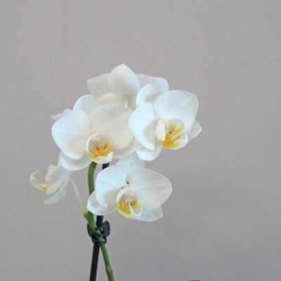 Orchidea phalaenopsis multiflora biela