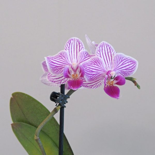 Orchidea phalaenopsis multiflora biela s fialovymi pasikmi