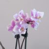 Orchidea phalaenopsis multiflora bielo fialova