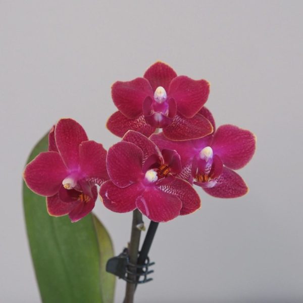 Orchidea phalaenopsis multiflora cyklamenova