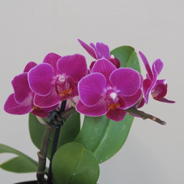 Orchidea phalaenopsis multiflora fialova