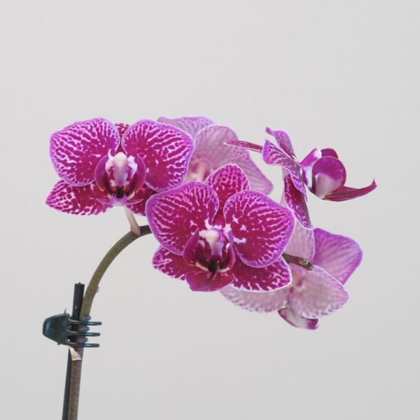 Orchidea phalaenopsis multiflora fialova flakata
