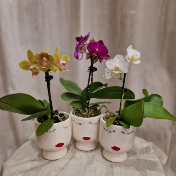 Orchidea phalaenopsis multiflora