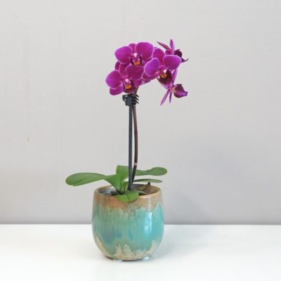 Orchidea phalaenopsis multiflora ruzova
