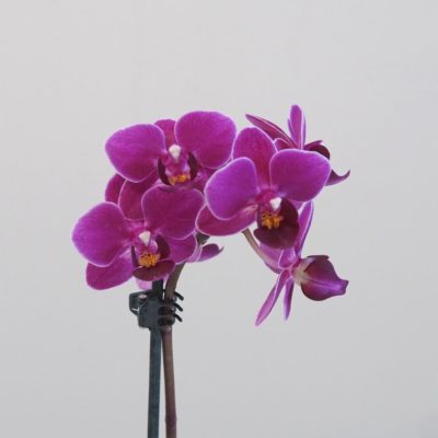 Orchidea phalaenopsis multiflora ruzova