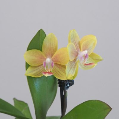 Orchidea phalaenopsis multiflora zlta