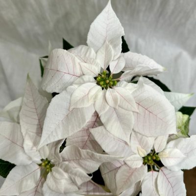 vianocna ruza poinsettia white princess plantizia Plantizia.sk