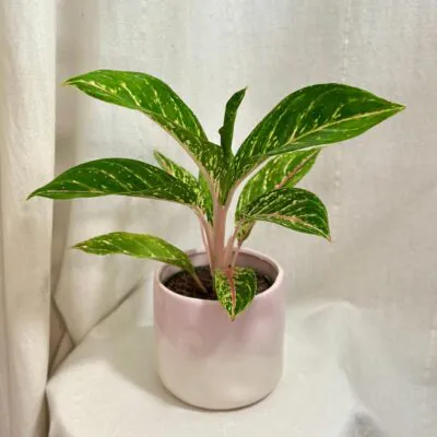 aglaonema coco green zelena nenarocna izbova rastlina