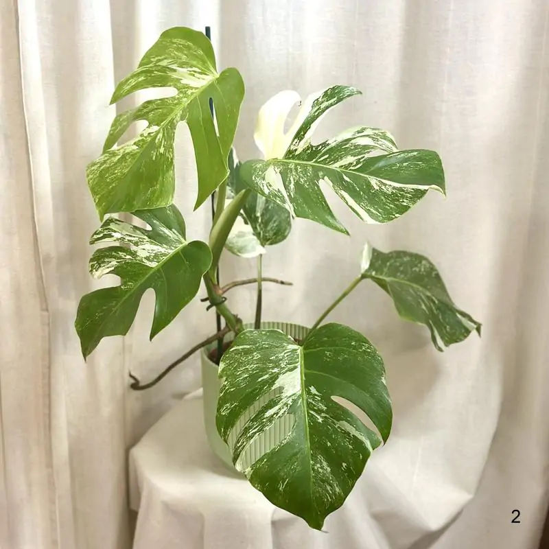 Monstera deliciosa ‘Albo-Variegata’ 2